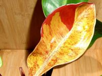 Philodendron prince of orange variegata Sachsen - Groitzsch Vorschau