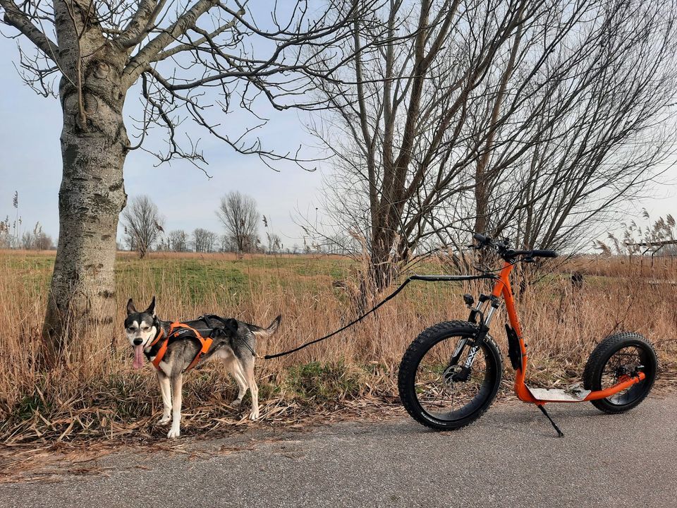 Hadhi-dog-Scooter - dogscootering - dogscooter - Auftragsbau - in Borsfleth