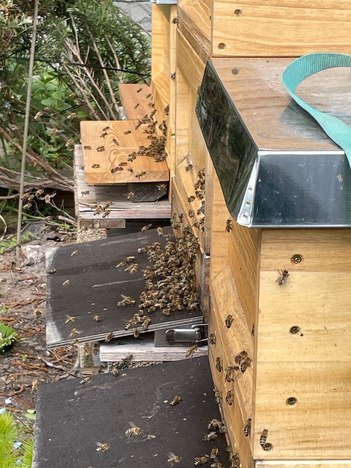 Bienenschwarm einfangen in Coswig