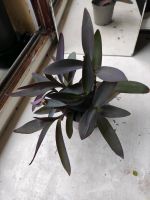 Tradescantia pallida,Hängepflanze mit violett-grünem Blatt, Süden Friedrichshain-Kreuzberg - Kreuzberg Vorschau