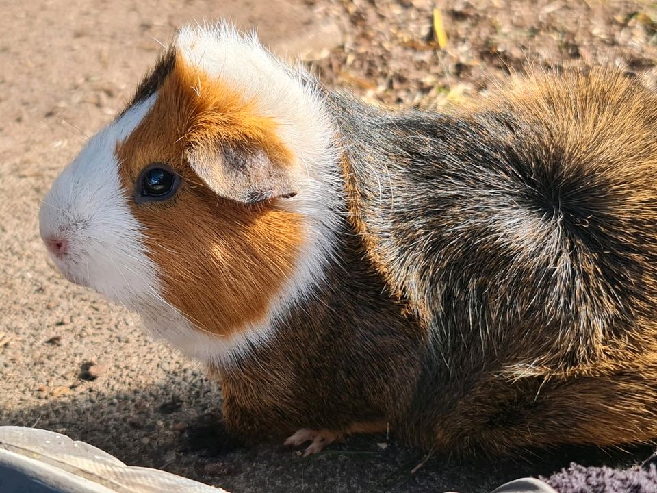 Meerschweinchen Notstation hat Plätze Frei♡ in Erftstadt