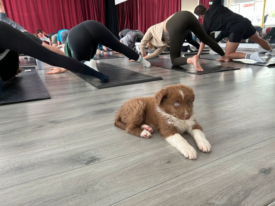 Tanzschule,,Tanzstudio, Yoga und Meditation Raum in München