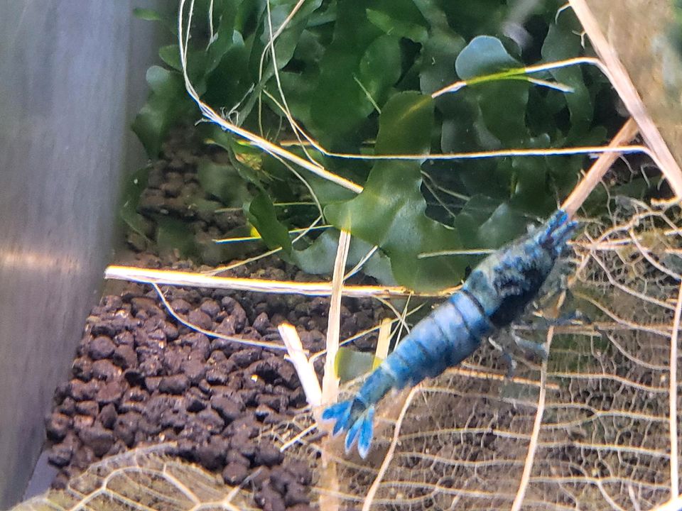 Blue Bolt Zwerggarnele/Garnele-Caridina in Staßfurt