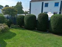 Zaunmontage Gartenpflege Rasenpflege Hecke Bewässerung Niedersachsen - Celle Vorschau