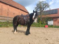 Pony sucht Reitbeteiligung Niedersachsen - Springe Vorschau