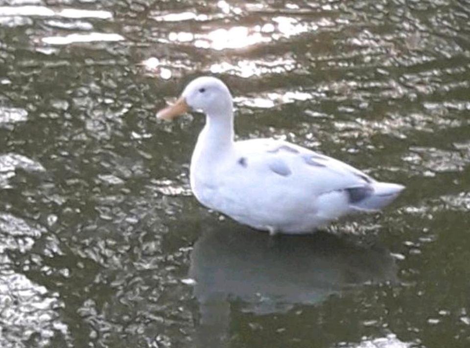 Bunte Stockenten in Goldenstedt