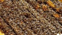 Bienenvölker Zander Saarland - Gersheim Vorschau