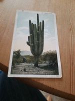 Postkarte 30er Jahre  GIANT CACTUS  of ARIZONA Baden-Württemberg - Filderstadt Vorschau