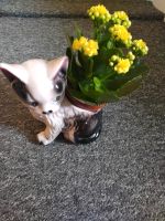 Porzellan Katzen Blumentopf Dithmarschen - Friedrichskoog Vorschau
