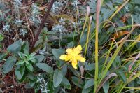 Bodendecker Blume gelb blühend Bayern - Langweid am Lech Vorschau