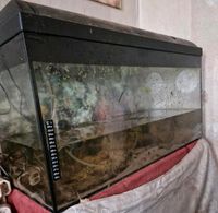 Aquarium zu verkaufen 100 liter kein Versand Schnäppchen Schleswig-Holstein - Neumünster Vorschau