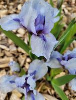 Zwergiris 1 Rhizome „forever Blue“  Iris Barbata-Nana Niedersachsen - Rehburg-Loccum Vorschau