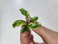 Bucephalandra marple (marmoriert) 1 einzelne Pflanze mit Wurzeln. Wuppertal - Vohwinkel Vorschau