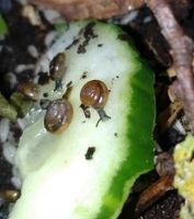 Schnecke Terrarium Tellerschnecke Leipzig - Leipzig, Zentrum-Ost Vorschau