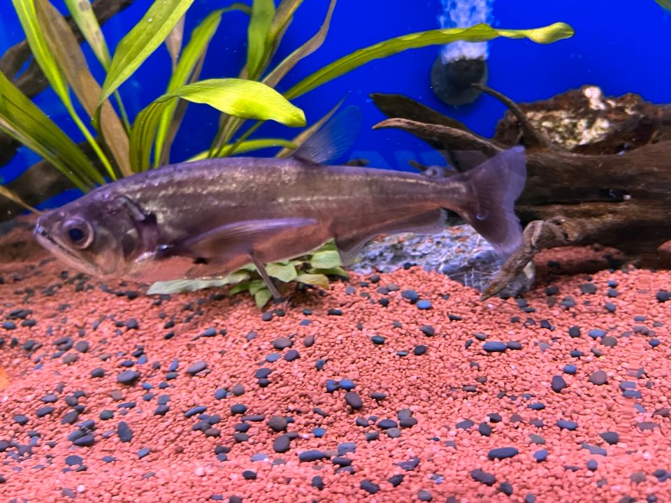 Payara, Vampirsalmler,(Hydrolycus scomberoides) XL 20-22 cm in Schwarzenbruck