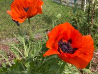 Türkischer Mohn rot winterharte Staude Brandenburg - Fürstenwalde (Spree) Vorschau