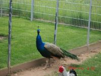 1.0 Blauer Pfau reinerbig von 22 Baden-Württemberg - Rheinstetten Vorschau