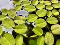 Schwimmpflanzen: Froschbiss oder / und Schwimmfarn Brandenburg - Glienicke/Nordbahn Vorschau