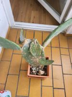 Feigenkaktus opuntia ficus-indica inkl. Tontopf terracotta Baden-Württemberg - Konstanz Vorschau