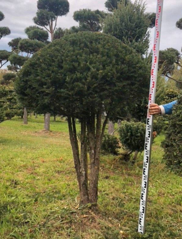 Eibe, TAXUS BACCATA, Formgehölz, Schirmform in Hohentengen