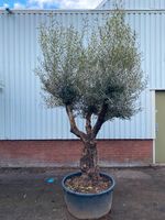 Olea Europea Branched 60/100 Olivenbaum/Olivenbäume/immergrün Nordrhein-Westfalen - Nettetal Vorschau