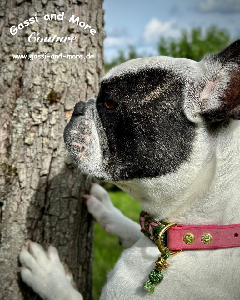 Edles Paracord Halsband Hundehalsband NEU Handarbeit in Memmingen