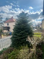 Tannenbaum / Weihnachtsbaum Dresden - Löbtau-Süd Vorschau