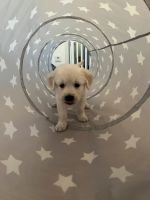 Spieltunnel grau mit Sternen für Welpen Hunde geeignet Nordrhein-Westfalen - Mönchengladbach Vorschau