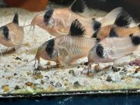 Panda Panzerwelse Corydoras panda 10St. 40€ Brandenburg - Borkwalde Vorschau