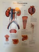 3B Scientific Poster Harnsystem Kreis Ostholstein - Bad Schwartau Vorschau