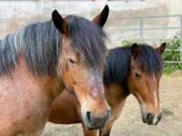 Kaltblut Stute  Pony Wallach Baden-Württemberg - Schrozberg Vorschau