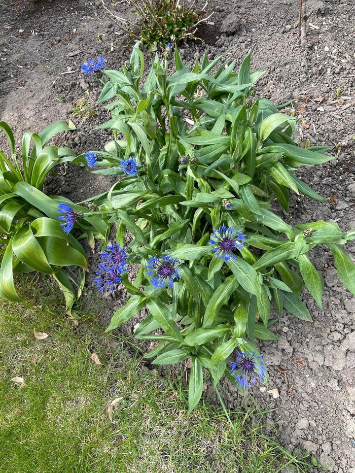 Verkaufe Flockenblume in Kölleda