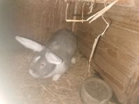 Kaninchen zu verkaufen Niedersachsen - Südbrookmerland Vorschau