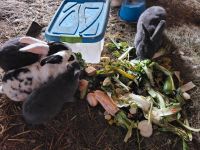 Tierschutz einige Kaninchen Mädels / Zippen / Hase Sachsen-Anhalt - Loburg Vorschau