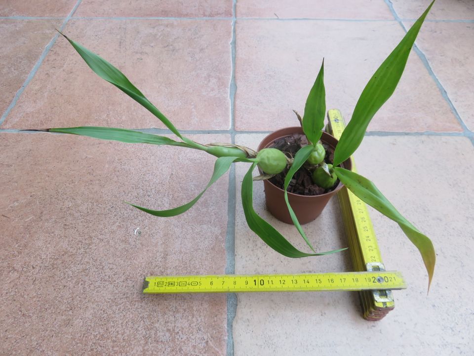 Coelogyne cristata in Ostrach