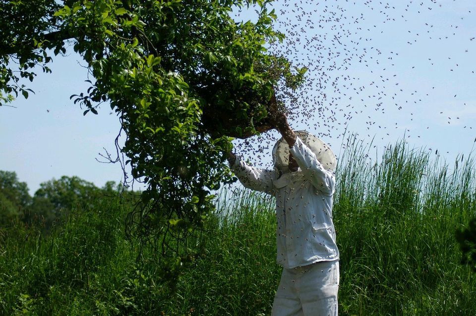 BIENENSCHWARM gesehen hole ihn kostenlos und sofort ab in Marienmünster