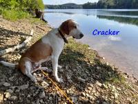 Cracker - verschmuster Jagdhund-Mischling sucht seine Menschen Nordrhein-Westfalen - Radevormwald Vorschau