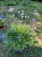 Großer Topf mit Schmucklilie(Agapanthus), blau oder weiß Thüringen - Ebeleben Vorschau