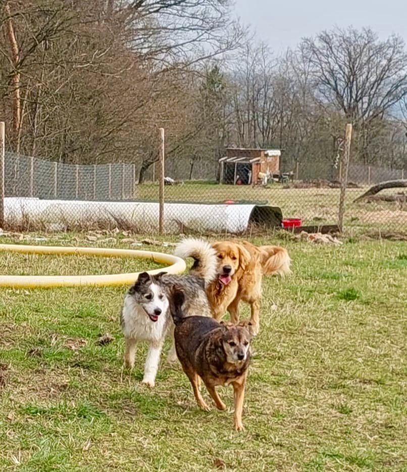 Lucky - aufgeweckt und immer gut drauf in Pfarrweisach