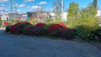 Strauch Baum Flieder Busch Rhododendron zum selber aufgraben Schleswig-Holstein - Norderstedt Vorschau