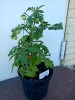 Balkon Zwerg Tomate. Niedersachsen - Herzberg am Harz Vorschau