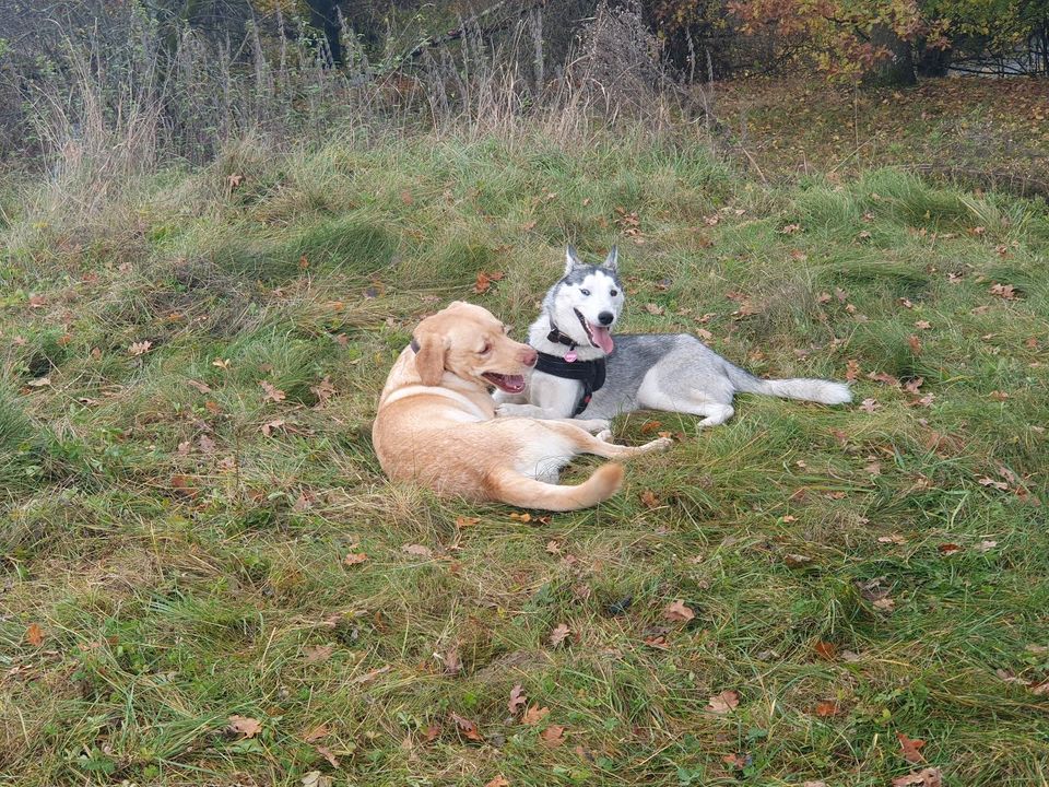 Hunde Spielkameraden gesucht in Waldachtal in Waldachtal