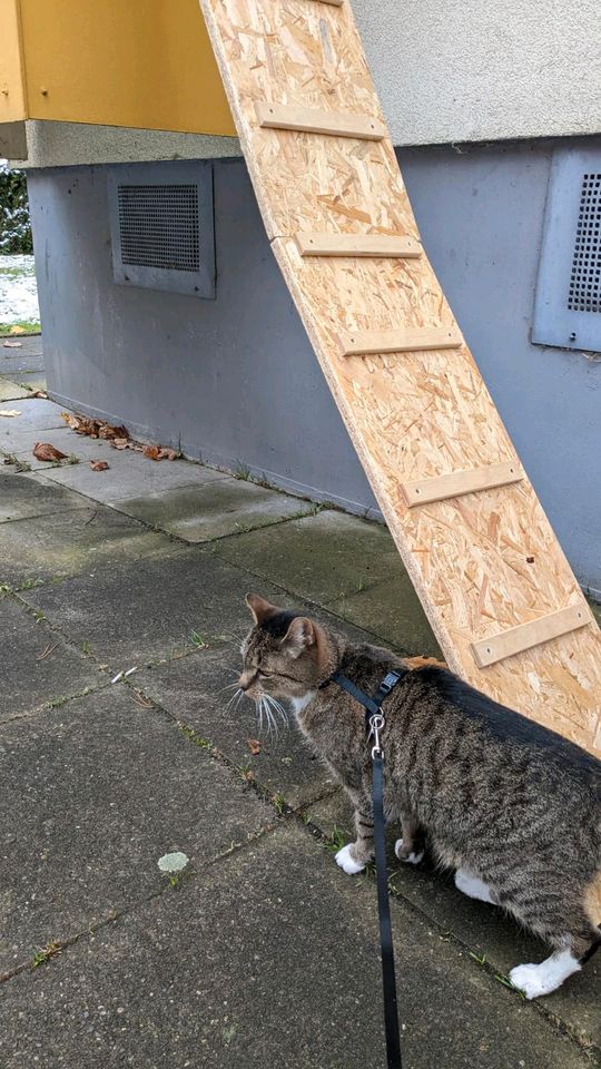 Katzenleiter Handarbeit Einzelstück Katze in Neubrandenburg