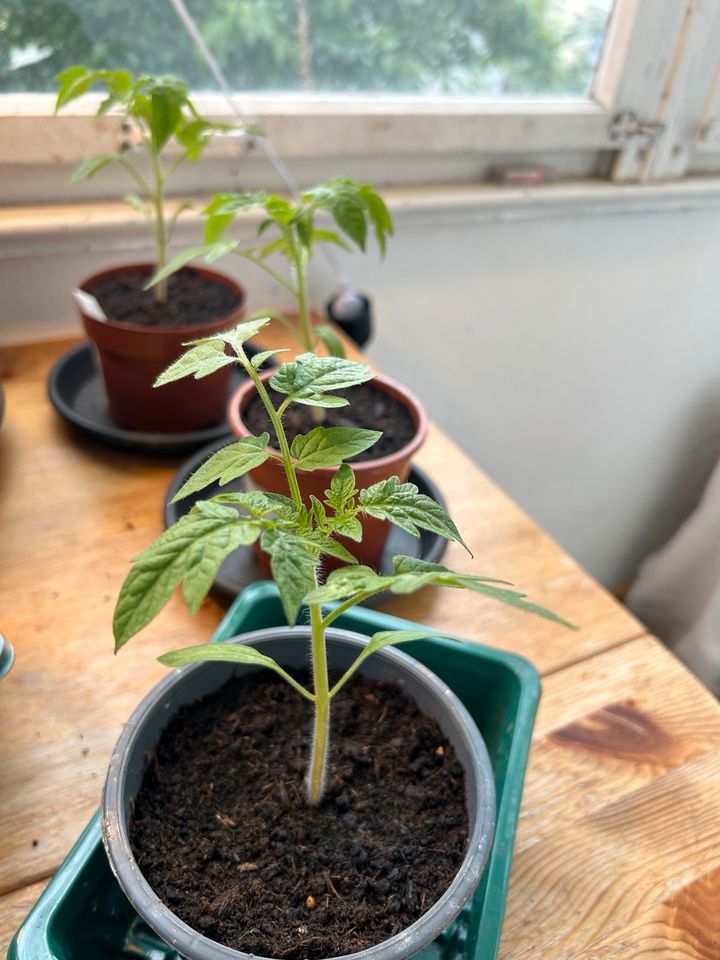 Tomatenpflanzen San Marzano in Hamburg