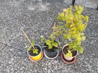 3 Himbeerpflanzen je Berlin - Spandau Vorschau