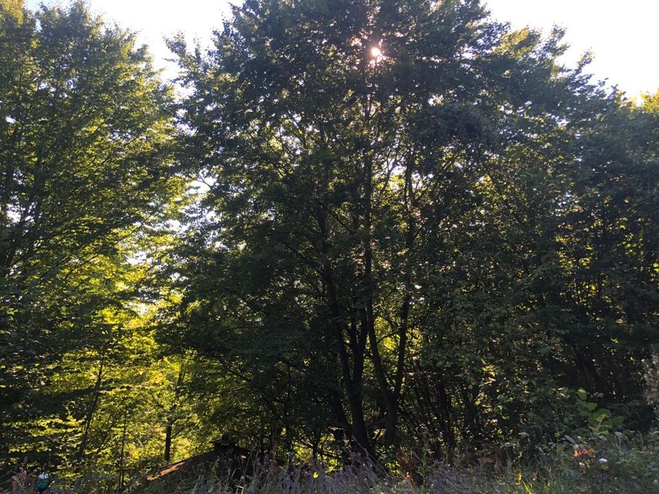 Einfaches Wochenendhäuschen im Grünen in Lügde