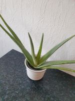 Aloe Vera Pflanze Berlin - Friedrichsfelde Vorschau