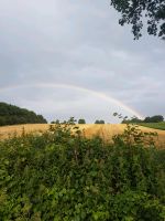 2 Plätze im Offenstall für Stuten frei ab 01.07.24 in Stellau Wandsbek - Hamburg Marienthal Vorschau