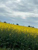 Pferd zu Verfügung gesucht (RsP) Baden-Württemberg - Grafenau Vorschau