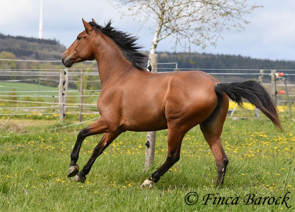 Andalusier, Stute, 6 Jahre, Braun, 156 cm, Freizeit geritten in Wiebelsheim